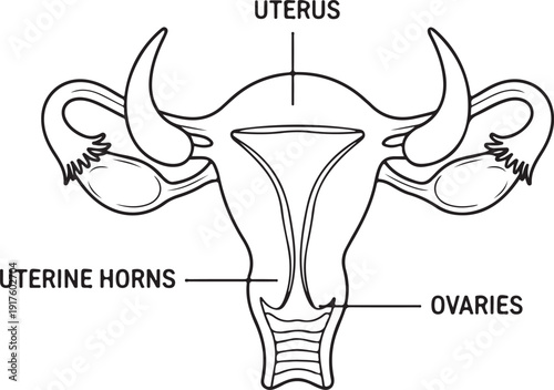 Detailed anatomical illustration of the female uterus, uterine horns, and ovaries with labels, for veterinary or medical education , Generative Ai