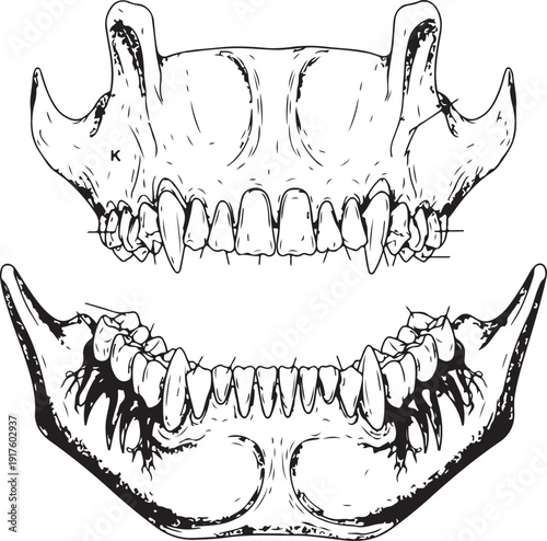 Canine dental anatomy illustration showing upper and lower jaw with labeled teeth, incisors, canines, premolars, and molars , Generative Ai