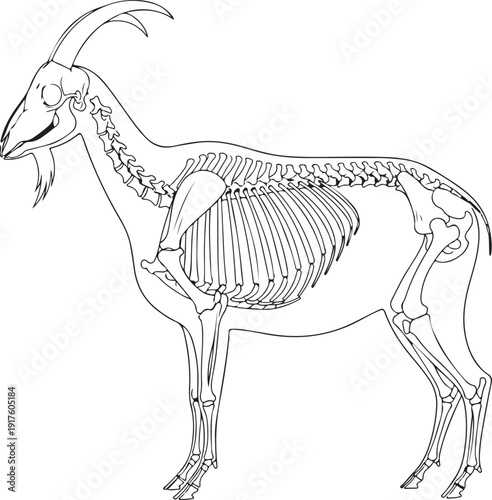 Goat Skeleton Visible Inside Outline Illustration for Educational Purposes , Generative Ai