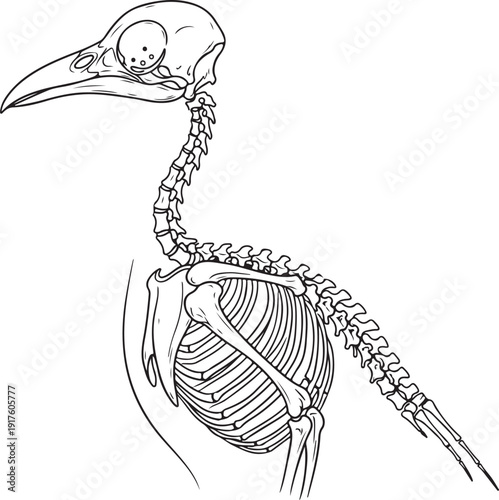 Side View of a Bird Skeleton and Rib Cage Illustration , Generative Ai