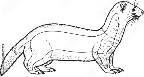 Illustration of a ferret with segmented body parts, outlining its internal anatomy for educational purposes on a white background. , Generative Ai