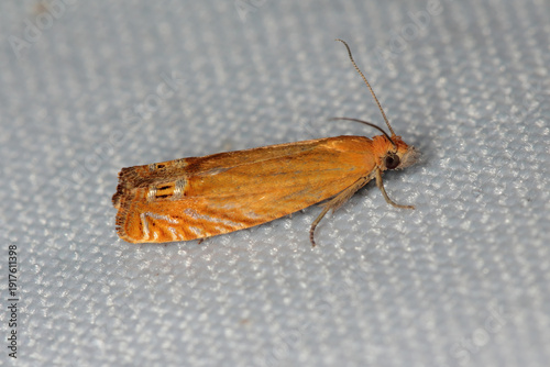 Tablou pe pânză Lathronympha strigana is a species of moth in the family Tortricidae