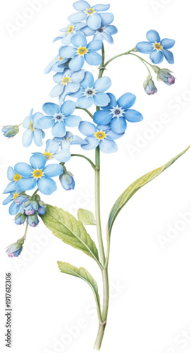 Forget Me Not Flowers Botanical Illustration