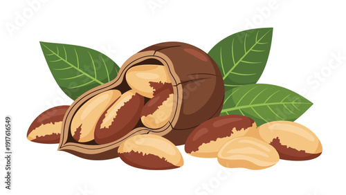 Illustration of a pod of Brazil nuts opened to reveal several seeds inside accompanied by green leaves and whole nuts on white.