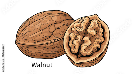 Two whole walnuts and one open shell revealing the nutritious kernel are illustrated against a clean white background.