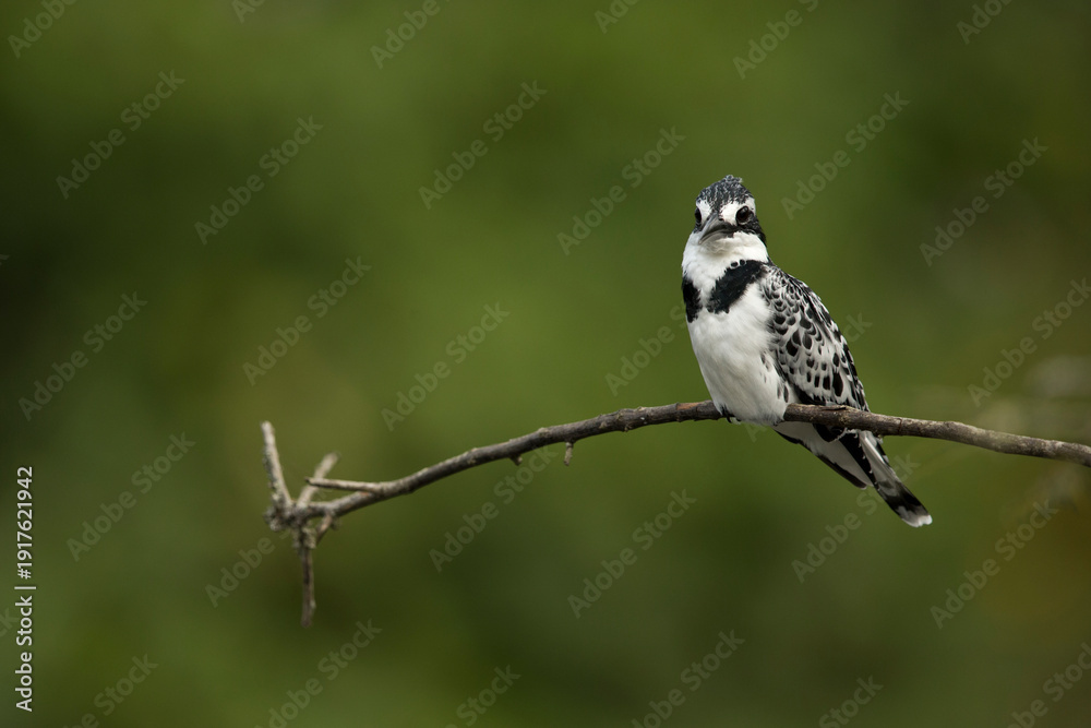 Obraz premium pied kingfisher (ceryle rudis rudis) perching on a branch at Kazinga Channel in Uganda