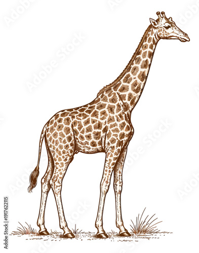 Hand drawn line art illustration of a giraffe depicting a majestic wild animal for safari and nature design