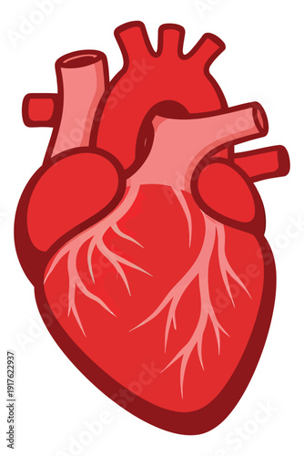 Simplified illustration of a human heart depicting human internal anatomy for medical and educational purposes