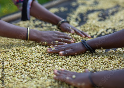 Ethiopian women drying coffee beans in a farm, Oromia, Shishinda, Ethiopia