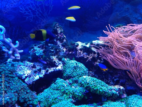 Wallpaper Mural Marine life and corals in the aquarium. Oceanarium. Torontodigital.ca