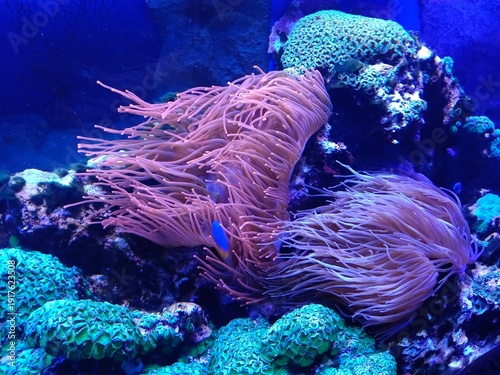 Wallpaper Mural Marine life and corals in the aquarium. Oceanarium. Torontodigital.ca