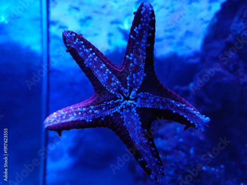 Wallpaper Mural Beautiful starfish in the aquarium. Oceanarium. Torontodigital.ca
