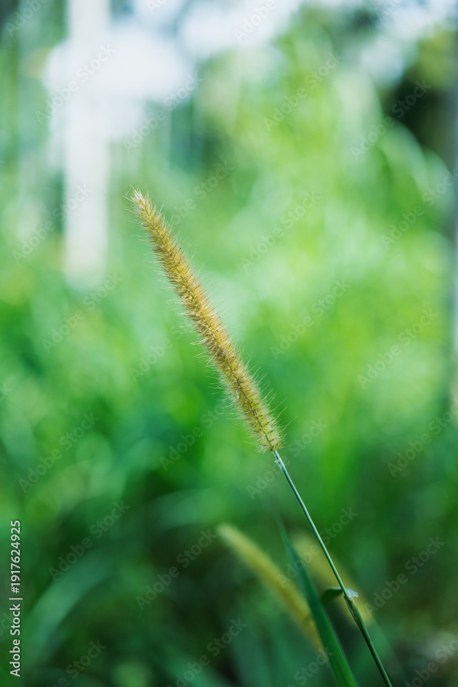 Fototapeta premium close up of grass flower