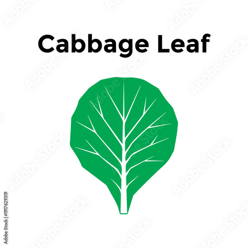 Cabbage leaf green vegetable illustration flat vector design for healthy diet icon.
