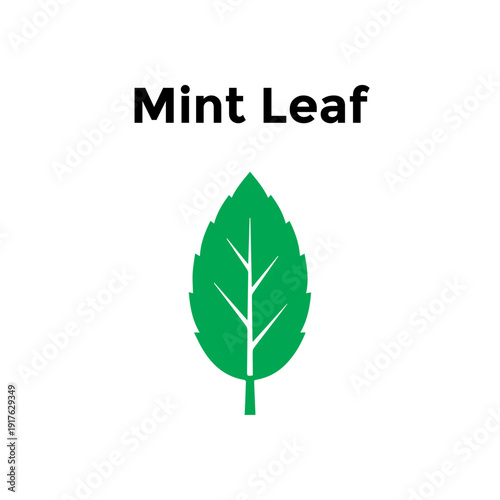 Mint leaf herbal plant illustration flat vector design for fresh beverage icon.
