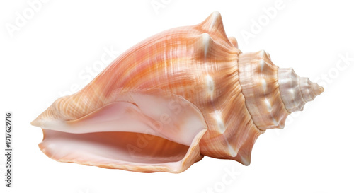 Canvas Print Isolated ornate spiral seashell with textured shell patterns in warm sandy shade