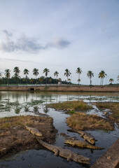 Felix Houphouet-Boigny's sacred crocodiles living in the artificial lake of the presidential palace, Région des Lacs, Yamoussoukro, Ivory Coast