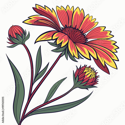 gaillardia colorful on white background