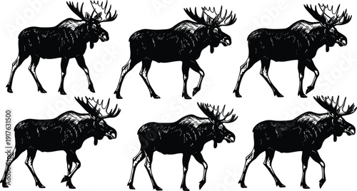 Set of moose silhouettes in different walking poses, detailed black wildlife illustration isolated on white background for nature and hunting design