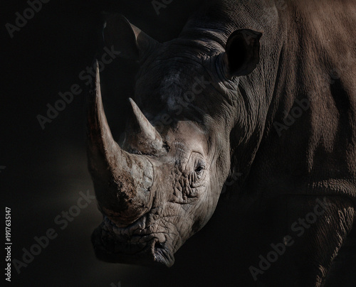 Quadro su tela Portrait de rhinocéros mâle adulte