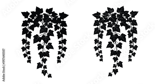 Two cascading ivy plants in a striking black silhouette