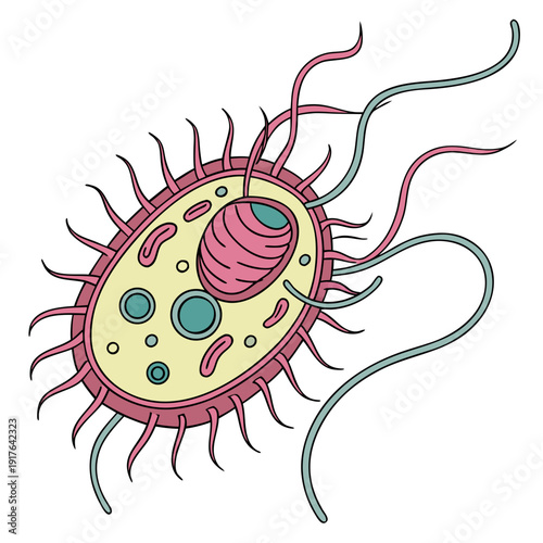 Bacteria cell with flagella and pili microorganism