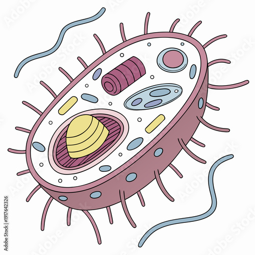 Bacterial Cell Structure microorganism biology microbiology