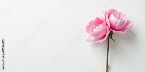Delicate Pink Roses on a White Background A Symbol of Elegance and Purity