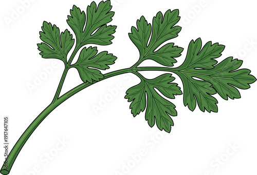 Fresh parsley leaf sprig illustration isolated on white background, green aromatic herb for cooking, seasoning, healthy food, and natural botanical design.