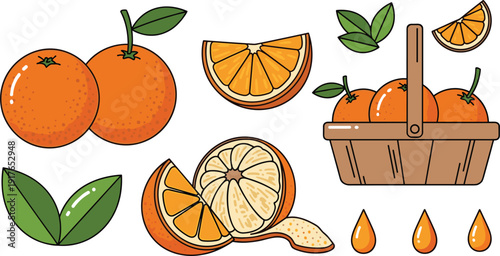 Fresh oranges and citrus harvest set with whole fruit, slices, wooden basket, green leaves and juice drops on white background.