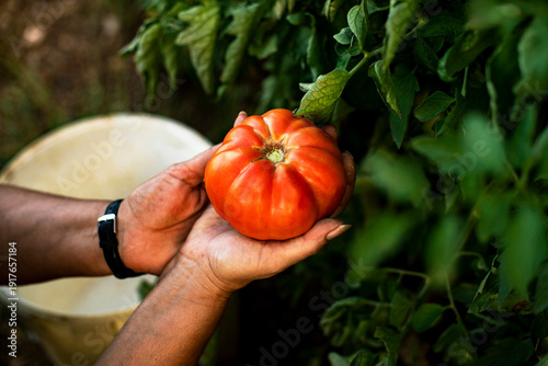 Hands of a woman holding a tomato
