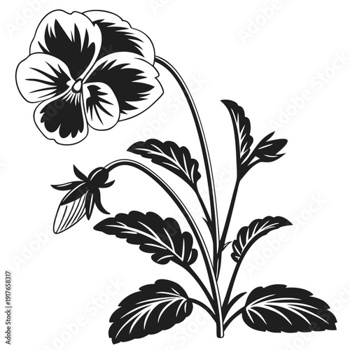 viola wittrockiana flower silhouette vector isolated