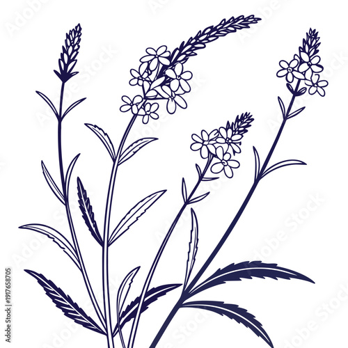 verbena stricta line art flower vector