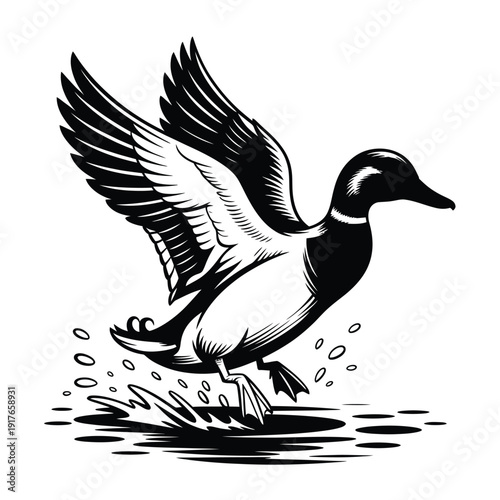 A detailed black and white illustration of a duck in mid flight over water