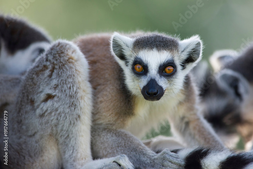 Portrait of ring-tailed lemur
