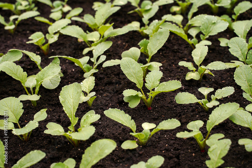 young sprouts of red radish in the row. good first shoots. concept of farming and growing natural organic vegetables. radish celesta f1.