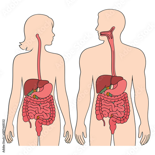 Diagram of the human digestive system showing male and female anatomy