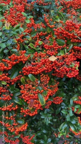 Firethorn, Pyracantha with abundant red berry clusters providing autumn colour in garden in England