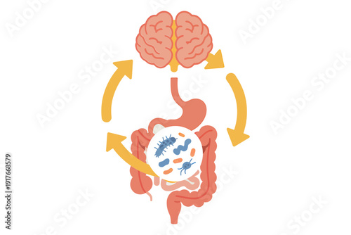 Illustration depicting the gut brain connection with arrows indicating bidirectional communication