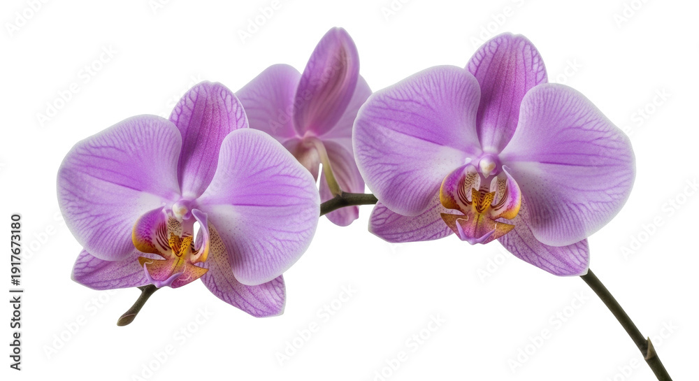 Obraz premium Isolated group of phalaenopsis orchid blossoms, elegant purple flowers, nature still life