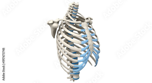 Isolated anterior view of human rib cage anatomy highlighting costal cartilage with details