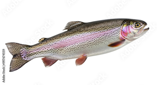 Obraz na płótnie Isolated Rainbow Trout in Vivid Detail with Vibrant Colors and Natural Fish Feat