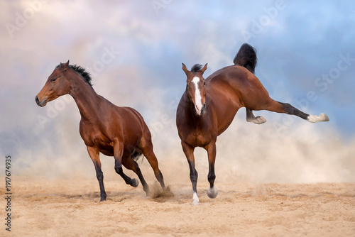 Two Bay horse free run in sand