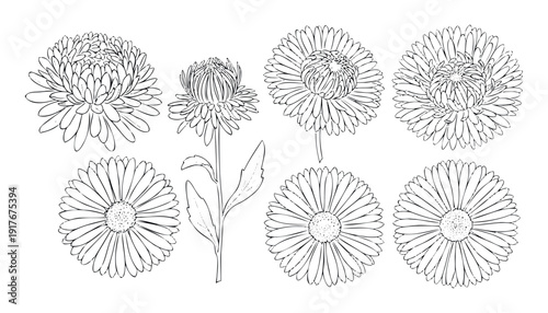 Collection of hand drawn aster chrysanthemum floral outlines perfect for nature inspired prints fabric textile packaging stationery branding or garden themed project designs