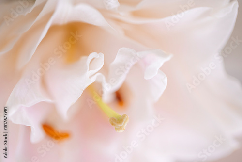 Wallpaper Mural Close-up of delicate pink flower petals with soft textures and subtle color variations, showcasing intricate details and natural beauty in a blurred background Torontodigital.ca