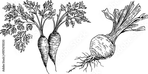 Vintage botanical sketch of carrot, leek, and celery root for design and print projects