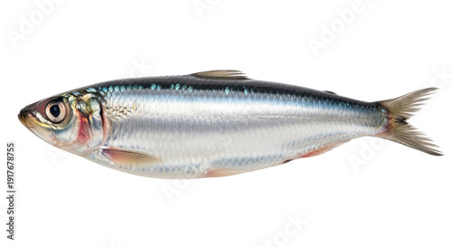Isolated fresh sardine or pilchard ready to cook, healthy eating, marine life, sea fish