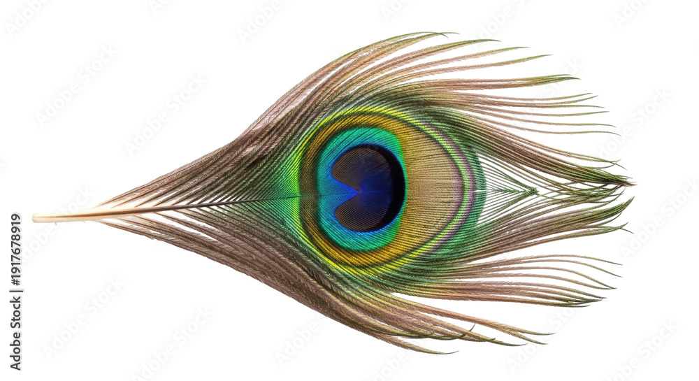 Fototapeta premium Isolated detailed vibrant peacock feather, elegant single plume, eye spot in vivid colors