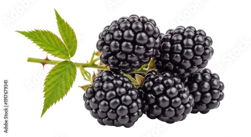 Photos Isolated bunch of fresh ripe blackberries with green leaves, summer harvest frui