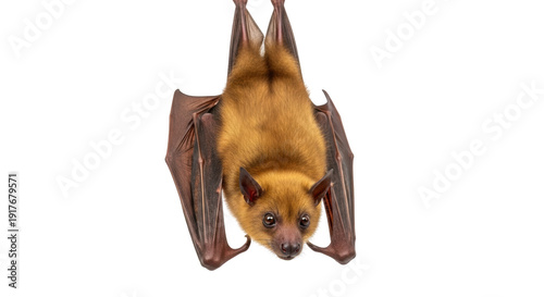 Cuadro en lienzo Isolated bat hanging upside down is a flying mammal with leathery wings in studi